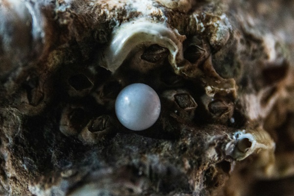 formation des perles mollusque huitre moule